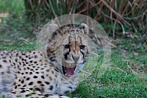 A Cheetah with Sharp Teeth Sunning