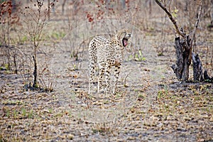 Cheetah showing its teeth