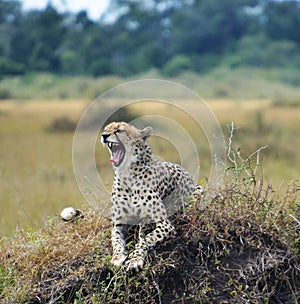 Cheetah showing its teeth
