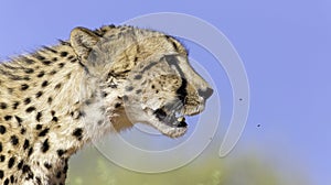 Cheetah Side Portrait