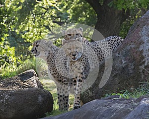 Cheetah Sisters