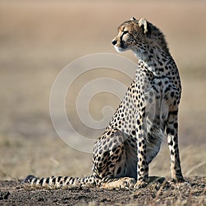 Cheetah sit on the grass and looks afield
