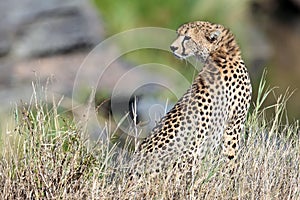 Cheetah sit on the grass and looks afield