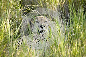 A Cheetah sits in deep green grass of Lewa Wildlife Conservancy, North Kenya, Africa photo