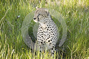 A Cheetah sits in deep green grass of Lewa Wildlife Conservancy, North Kenya, Africa