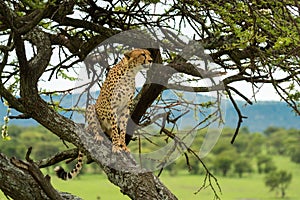 Cheetah sits on diagonal branch watching savannah
