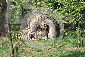 A cheetah sits with its cubs in a green grassland