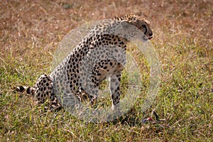 Cheetah sits licking its lips over kill