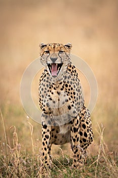Cheetah sits in long grass yawning widely photo