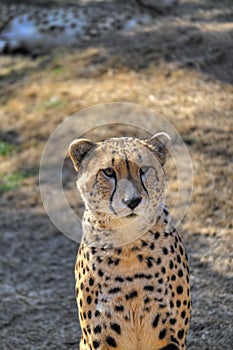 A cheetah sits and looks on past the camera.