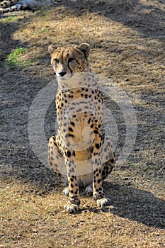 A cheetah sits and looks on past the camera.