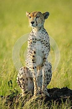 Cheetah sits on termite mound on grass