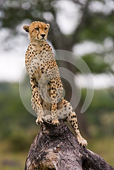 Cheetah sits on a tree in the savannah. Kenya. Tanzania. Africa. National Park. Serengeti. Maasai Mara.