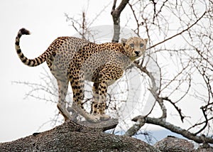 Cheetah sits on a tree in the savannah. Kenya. Tanzania. Africa. National Park. Serengeti. Maasai Mara.