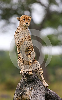 Cheetah sits on a tree in the savannah. Kenya. Tanzania. Africa. National Park. Serengeti. Maasai Mara.