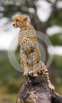 Cheetah sits on a tree in the savannah. Kenya. Tanzania. Africa. National Park. Serengeti. Maasai Mara.