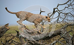 Cheetah sits on a tree in the savannah. Kenya. Tanzania. Africa. National Park. Serengeti. Maasai Mara.