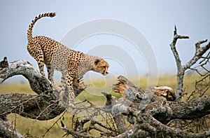 Cheetah sits on a tree in the savannah. Kenya. Tanzania. Africa. National Park. Serengeti. Maasai Mara.