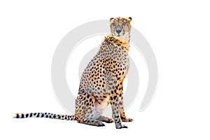 Cheetah sitting