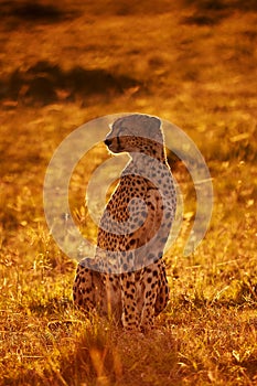 Cheetah photo