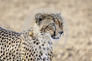 Cheetah sitting in Botswana, Africa