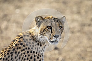 Cheetah sitting in Botswana, Africa