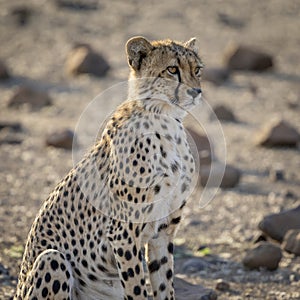 Cheetah sitting in Botswana, Africa