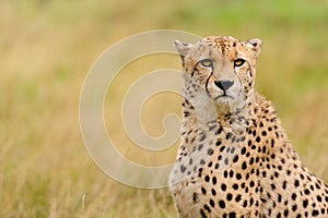 Cheetah sitting in grass