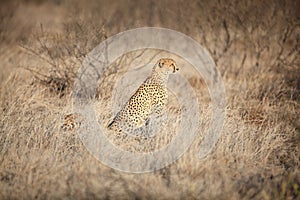 Cheetah sitting in the grass