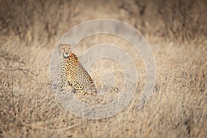 Cheetah sitting in the grass