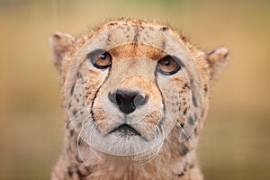 Cheetah sitting in grass facing the viewer