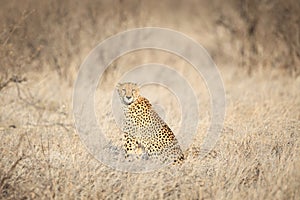 Cheetah sitting in the grass looking at camera