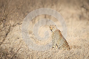 Cheetah sitting in the grass looking at camera