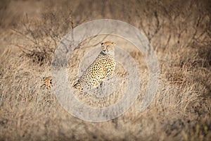 Cheetah sitting in the grass looking at camera