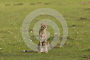 Cheetah sitting on the grasslands of the Maasai Mara
