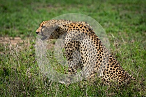 Cheetah sitting on grassy plain stretching forward