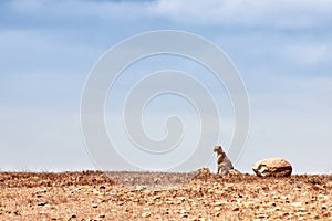 A cheetah sitting on the horizon