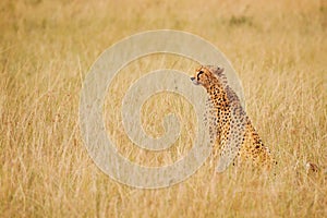 Cheetah sitting in the long dried grass, Kenya