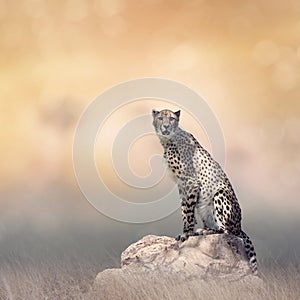Cheetah sitting on a rock