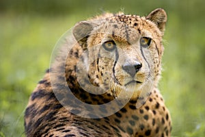 Cheetah sitting in the savanah