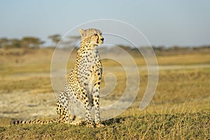 Cheetah sitting on savanna.