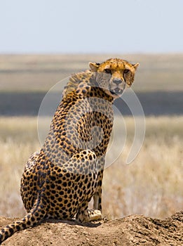 Cheetah sitting in the savanna. Close-up. Kenya. Tanzania. Africa. National Park. Serengeti. Maasai Mara.