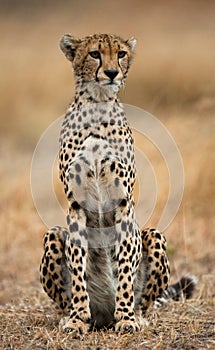 Cheetah sitting in the savanna. Close-up. Kenya. Tanzania. Africa. National Park. Serengeti. Maasai Mara.