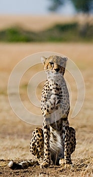 Cheetah sitting in the savanna. Close-up. Kenya. Tanzania. Africa. National Park. Serengeti. Maasai Mara.