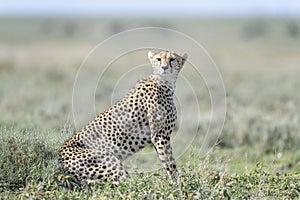 Cheetah sitting  on savanna, Masai Mara, Kenya