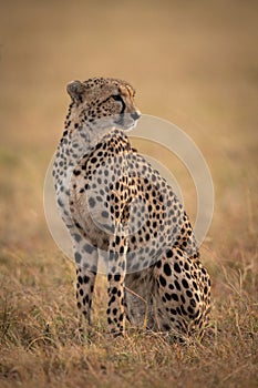 Cheetah sitting in sunlit savannah facing right