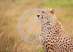 Cheetah sitting in tall grass