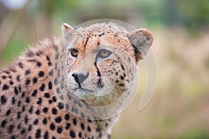 Cheetah sitting in tall grass