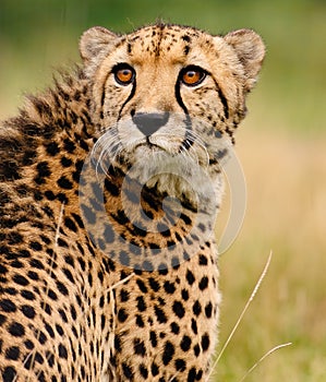 Cheetah sitting in tall grass