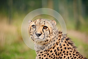 Cheetah sitting in tall grass